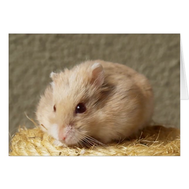 Campbells Dwarf Russian Hamster, Argentina OBS Kort (Framsidan Horizontal)