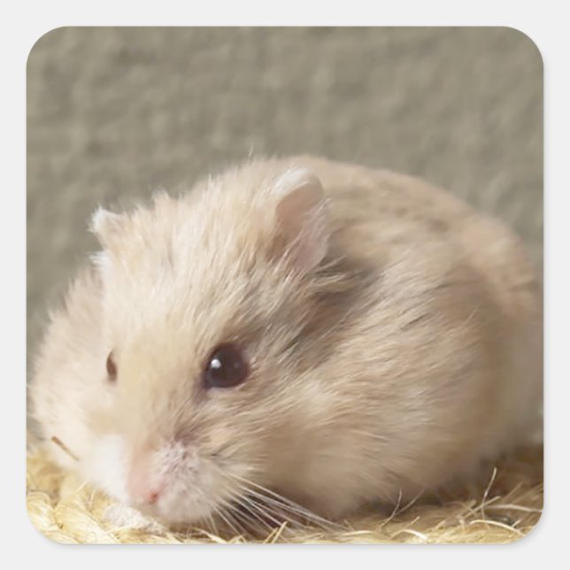 Campbells Dwarf Russian Hamster Fyrkantigt Klistermärke (Framsida)