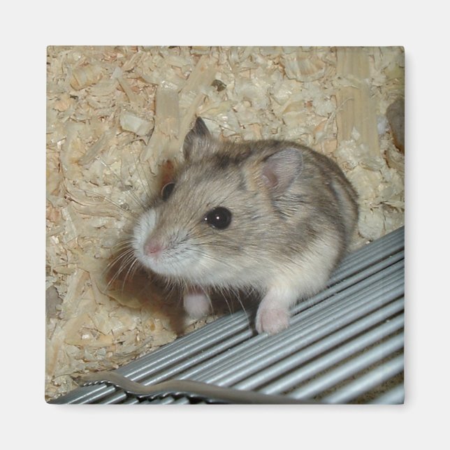 Campbells Hamster Magnet (Framsidan)