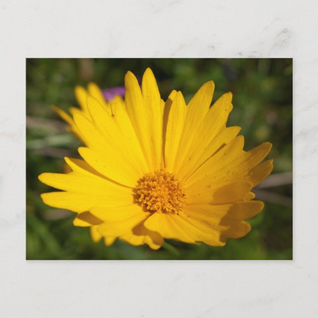 Camphor Vykort (Framsida)