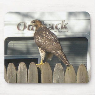 Camping Hawk mousepad Musmatta