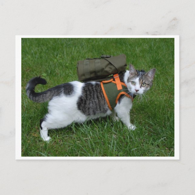Camping Kattunge Vykort (Framsida)