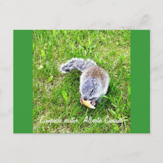 Campside-besökare Vykort