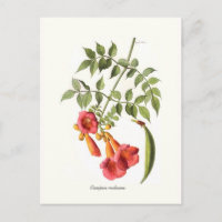 Campsis-radianer, Trumpet Vine.