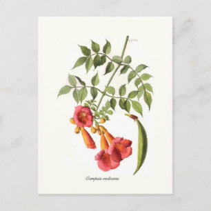 Campsis-radianer, Trumpet Vine. Vykort