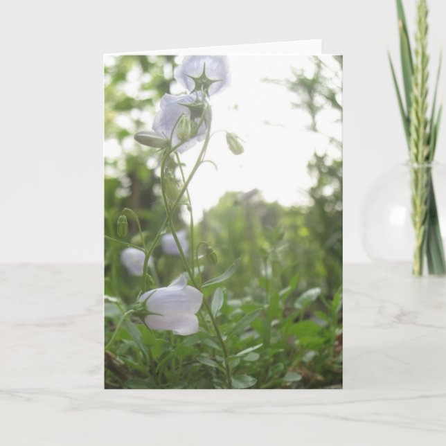 Campulus Kort (Framsida)