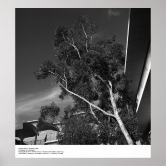 Campus Details, december 1966 av Ansel Adams Poster