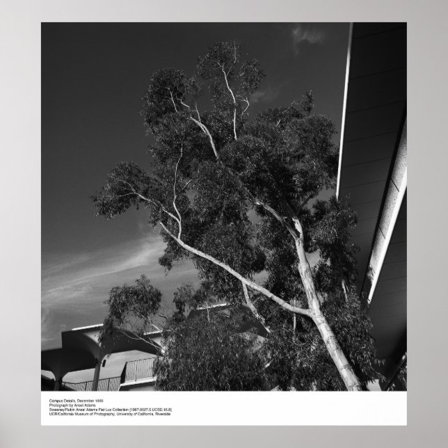Campus Details, december 1966 av Ansel Adams Poster (Framsidan)