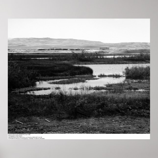 Campus från andra sidan Wildlife Bassäng, Irvine,  Poster (Framsidan)