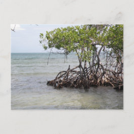 Caña Gorda Guanica Vykort