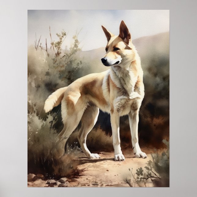 Canaan Hund Art Print Poster (Framsidan)