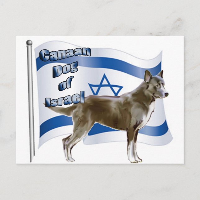 Canaan hund Israel Vykort (Framsida)