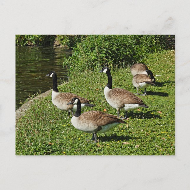 Canada Geese Beside Roath Park Sjö, Cardiff. Vykort (Framsida)