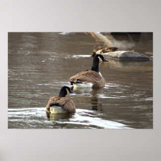 Canada Geese Photo Poster