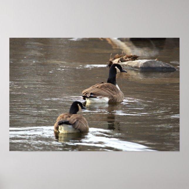 Canada Geese Photo Poster (Framsidan)