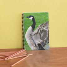 Canada Goose Flapping Vingar Photo