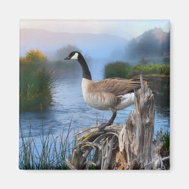 CANADA GOOSE PÅ SHASTA MAGNET (Framsidan)