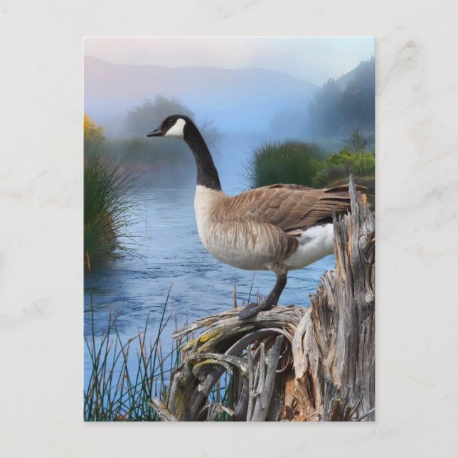 CANADA GOOSE PÅ SHASTA VYKORT (Framsida)