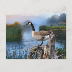 CANADA GOOSE PÅ SHASTA VYKORT