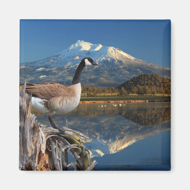 CANADA GOOSE PÅ SJÖ MAGNET (Framsidan)