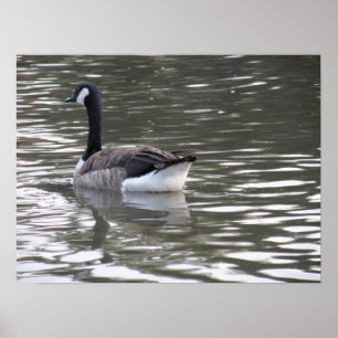 Canada Goose på Vatten Print Poster