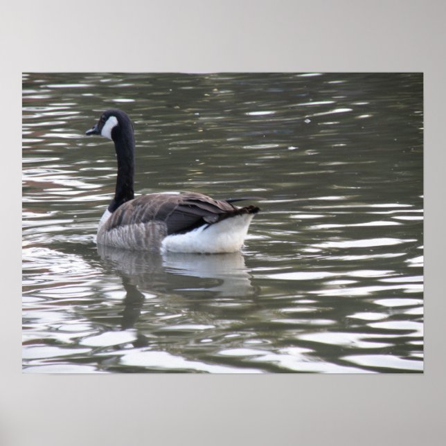 Canada Goose på Vatten Print Poster (Framsidan)