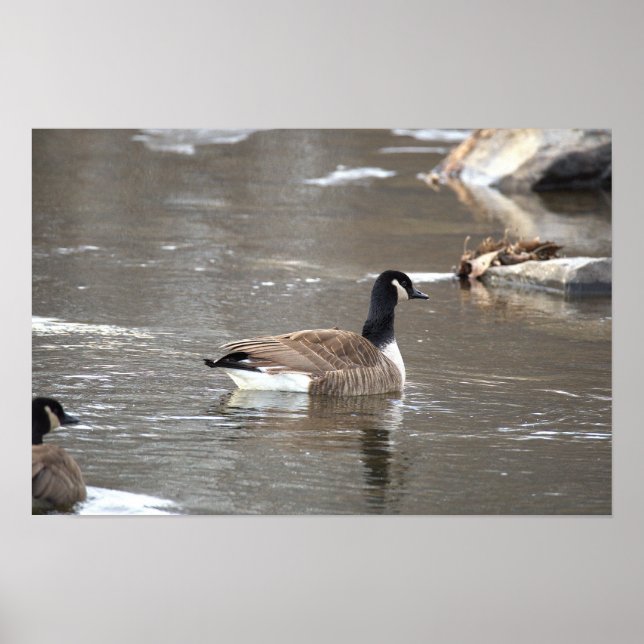 Canada Goose Photo Poster (Framsidan)