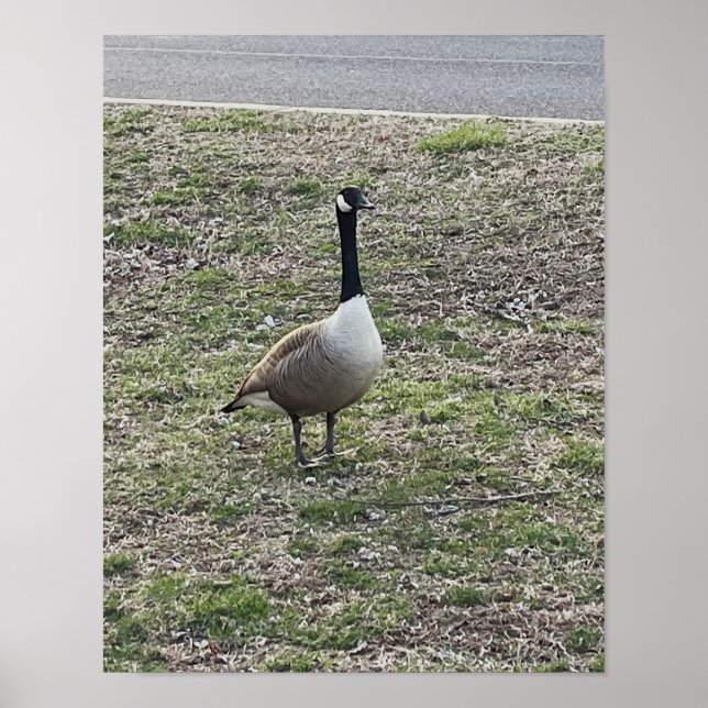 Canada Goose Photo Poster (Framsidan)