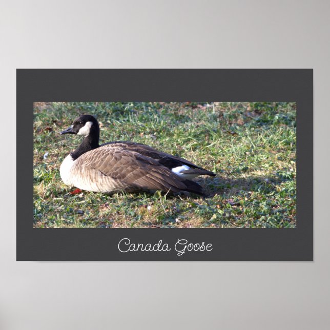 Canada Goose Photo Poster (Framsidan)