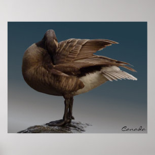 Canada Goose Poster Canada Souvenir Poster Skriv u