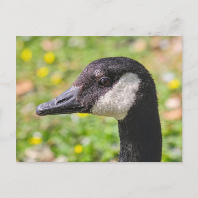 Canada Goose, Roath Park Sjö, Cardiff, Wales. Vykort (Framsida)