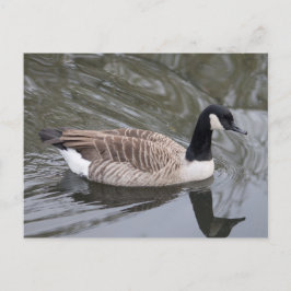 Canada Goose simmande på vykort för kanal