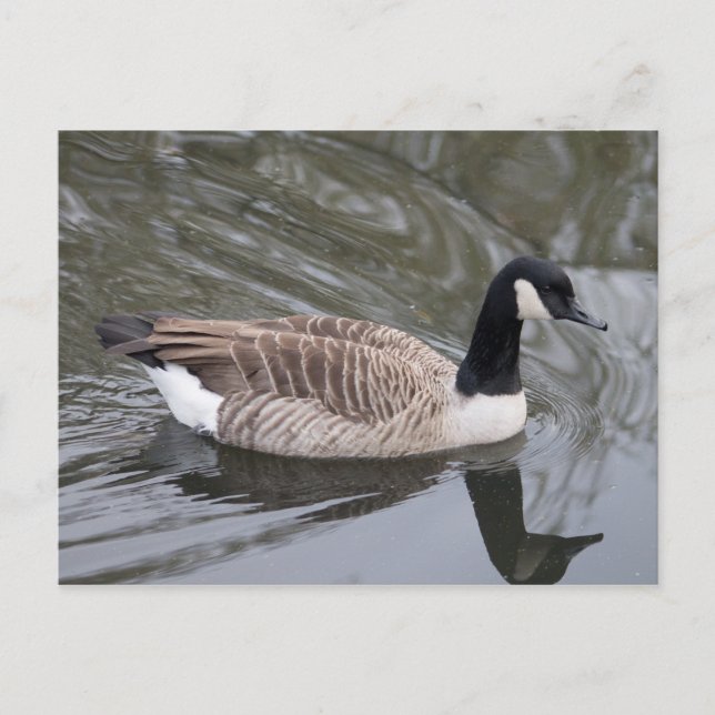 Canada Goose simmande på vykort för kanal (Framsida)