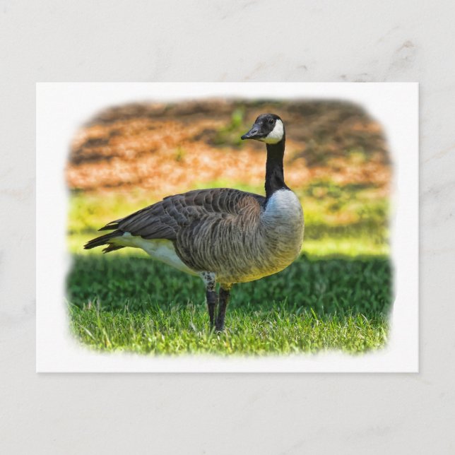 CANADA GOOSE VYKORT (Framsida)