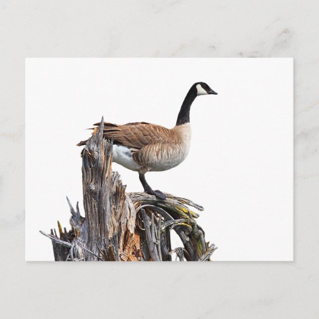 CANADA GOOSE VYKORT (Framsida)