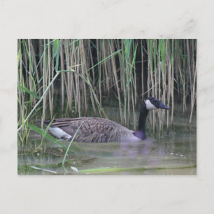 Canada Goose Wildlife Nature Photo Postcard Vykort