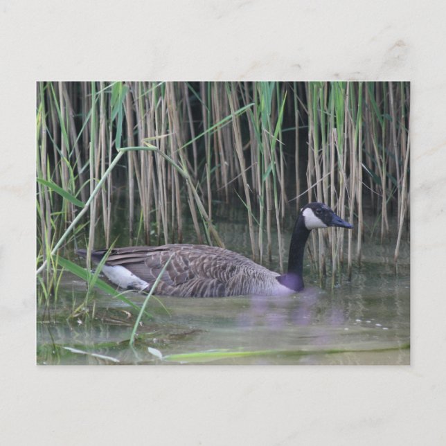 Canada Goose Wildlife Nature Photo Postcard Vykort (Framsida)