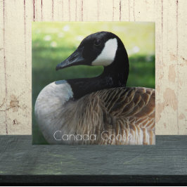 Canada Goose Wildlife Photo Kakelplatta