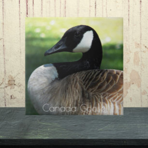 Canada Goose Wildlife Photo Kakelplatta