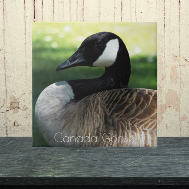 Canada Goose Wildlife Photo Kakelplatta (In Situ)