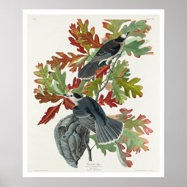 Canada Jay by Audubon Poster (Framsidan)
