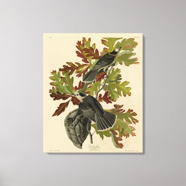 Canada Jay (Grått Jay) - Audubon's Birds of Americ Canvastryck (Framsida)