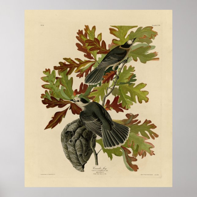 Canada Jay (Grått Jay) - Audubon's Birds of Americ Poster (Framsidan)