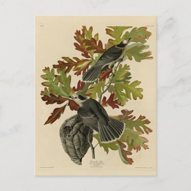 Canada Jay (Grått Jay) - Audubon's Birds of Americ Vykort (Framsida)