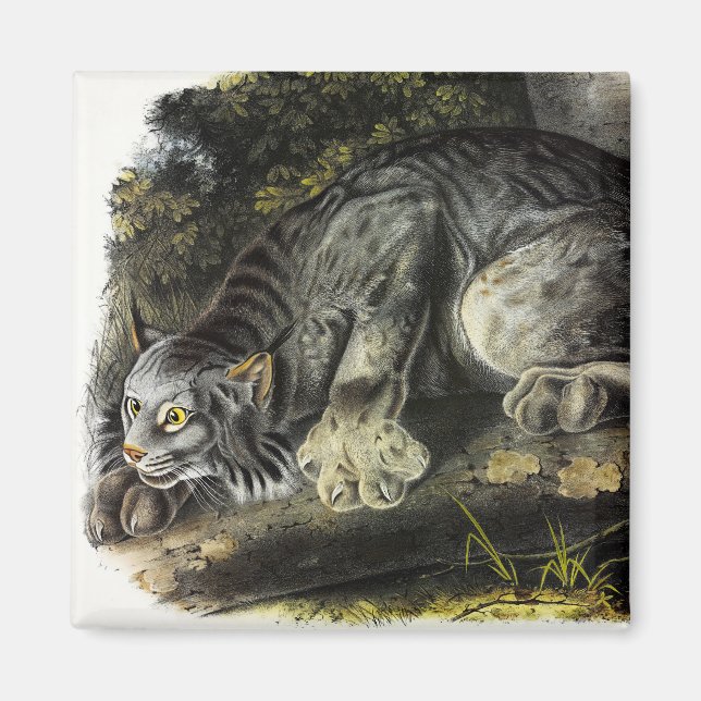 Canada Lynx (Lynx Canadensis) (Canadian Lynx) Magnet (Framsidan)