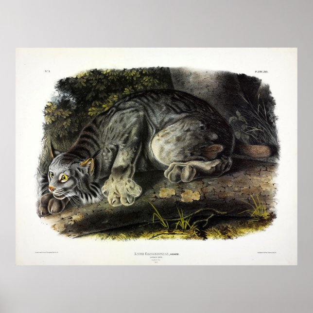 Canada Lynx (Lynx Canadensis) (Canadian Lynx) Poster (Framsidan)