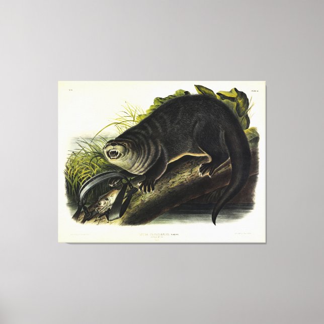 Canada Otter (Floden Otter) - Audubon's Quadrupeds Canvastryck (Framsida)