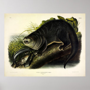 Canada Otter (Floden Otter) - Audubon's Quadrupeds Poster