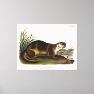 Canada Otter, North American River Otter - Audubon Canvastryck
