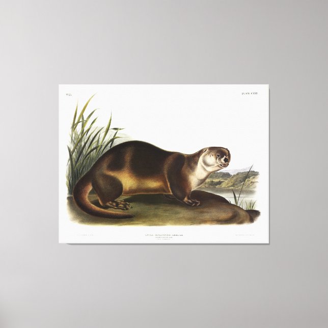 Canada Otter, North American River Otter - Audubon Canvastryck (Framsida)
